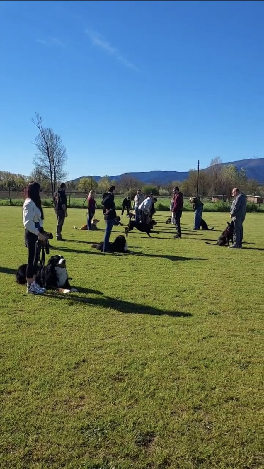 Persone e cani durante una lezione di gruppo al centro