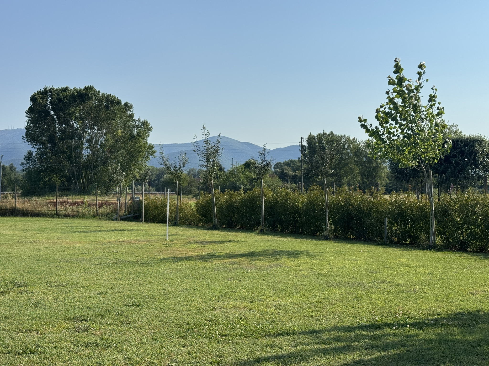Gli alberi lungo il perimetro del campo con le colline sullo sfondo